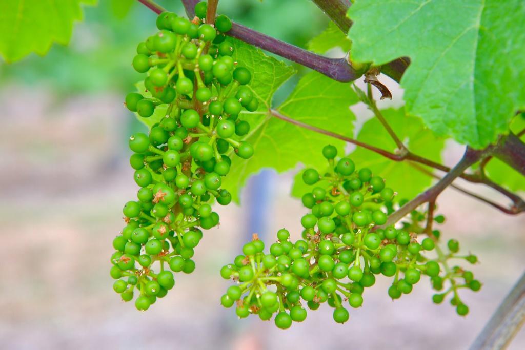 فندق Weingut Bastian برونبيبيرغ المظهر الخارجي الصورة